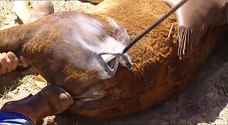 Rancher Branding Cattle